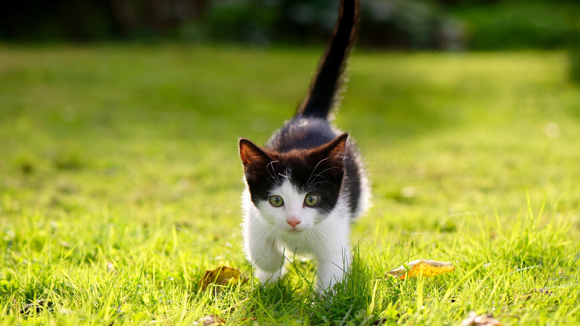 雷火电竞合作-欧文满分统治比赛，公牛一鼓作气收割广厦