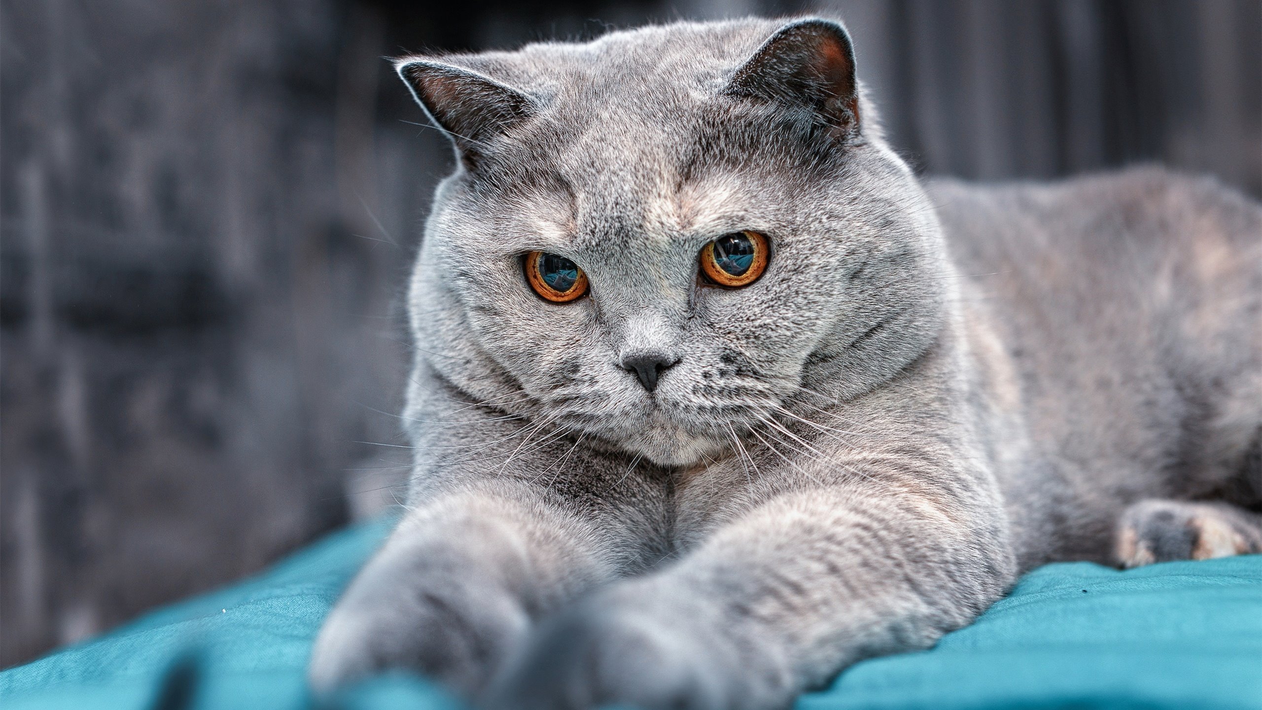 冰封与熔炉，当开拓者筑起叹息之墙，约基奇点燃混沌之火